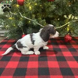 Levi, Dachshund Puppy