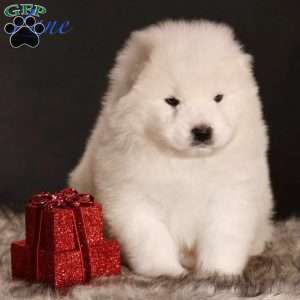 Zane, Samoyed Puppy