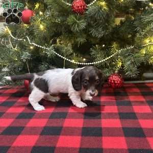 Lucy, Dachshund Puppy