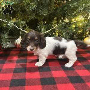 Lucy, Dachshund Puppy