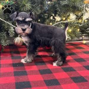 Buttercup, Miniature Schnauzer Puppy
