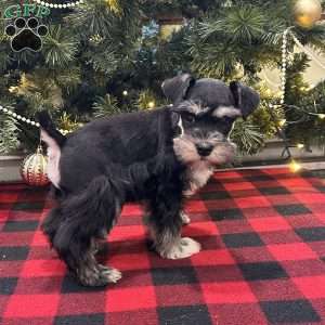 Buttercup, Miniature Schnauzer Puppy