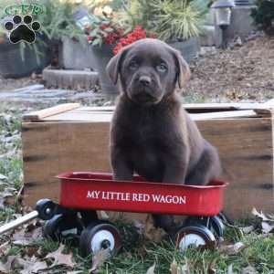 Ginger, Chocolate Labrador Retriever Puppy
