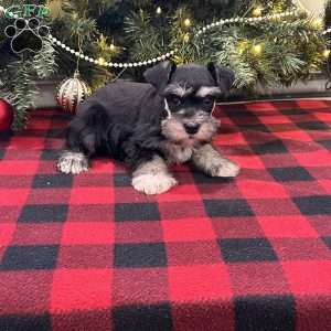 Buttercup, Miniature Schnauzer Puppy