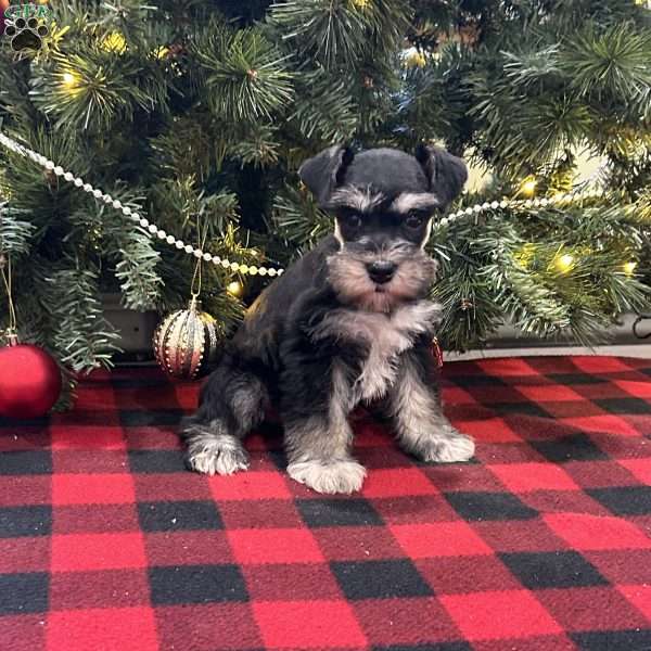 Buttercup, Miniature Schnauzer Puppy