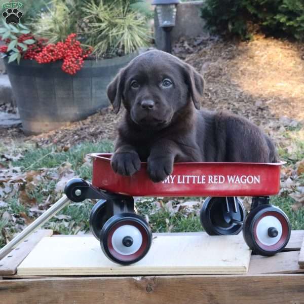 Noel, Chocolate Labrador Retriever Puppy