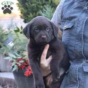 Blizzard, Chocolate Labrador Retriever Puppy