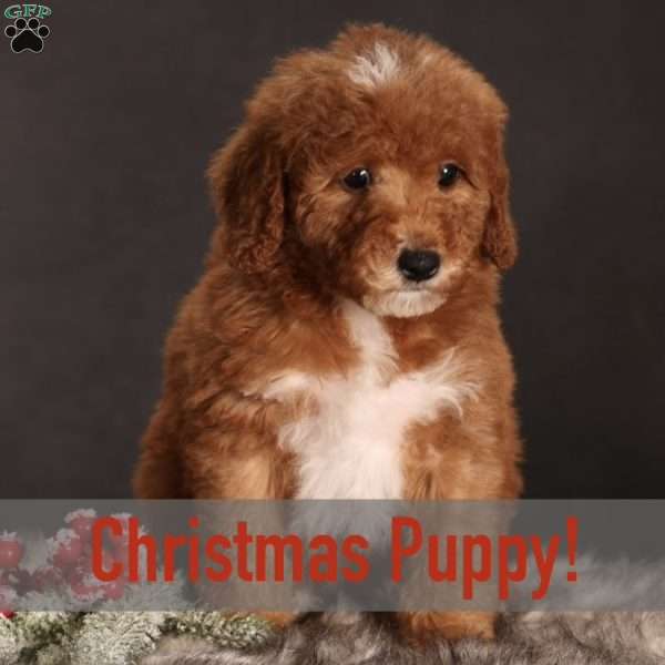 Senia, Mini Goldendoodle Puppy