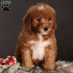 Senia, Mini Goldendoodle Puppy