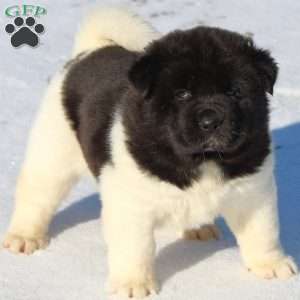 Lily, Akita Puppy