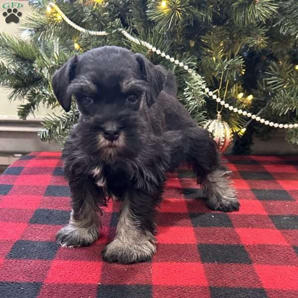 Bandit, Miniature Schnauzer Puppy