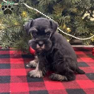 Bandit, Miniature Schnauzer Puppy
