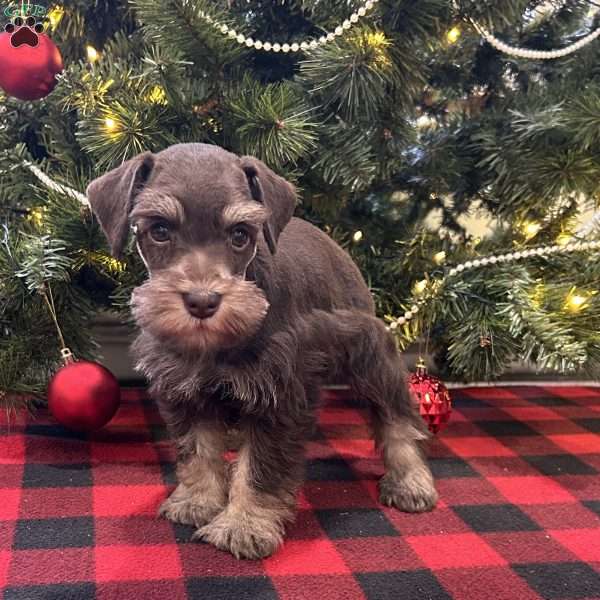 Bently, Miniature Schnauzer Puppy