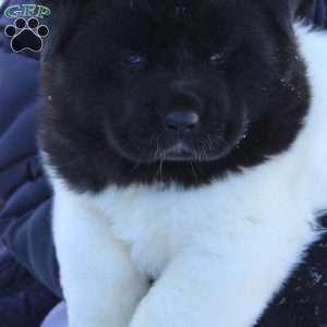 Lily, Akita Puppy