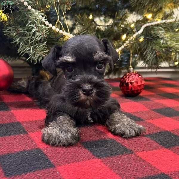Baxter, Miniature Schnauzer Puppy
