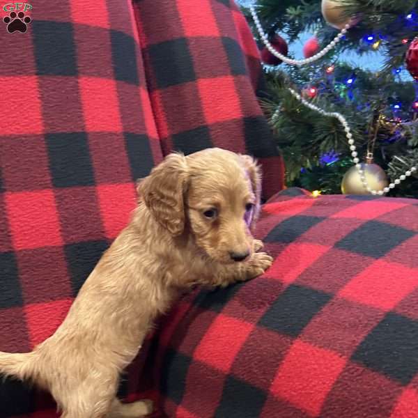 Valerie, Dachshund Puppy