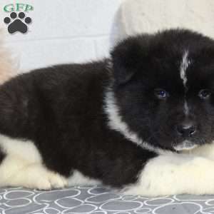 Ranger, Akita Puppy