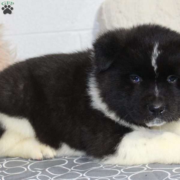 Ranger, Akita Puppy