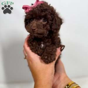 Prada- Teacup, Toy Poodle Puppy