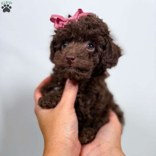 Prada- Teacup, Toy Poodle Puppy