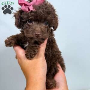 Prada- Teacup, Toy Poodle Puppy