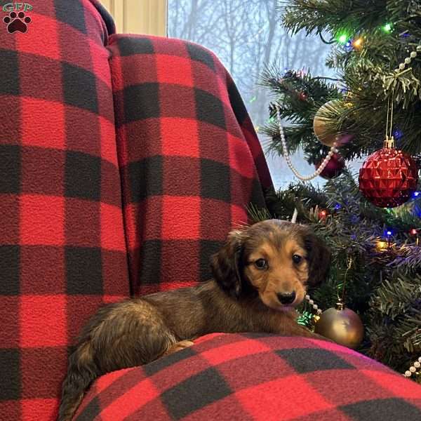 Vanessa, Dachshund Puppy