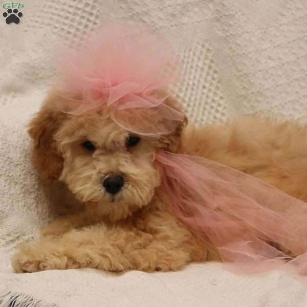 Misty, Mini Goldendoodle Puppy