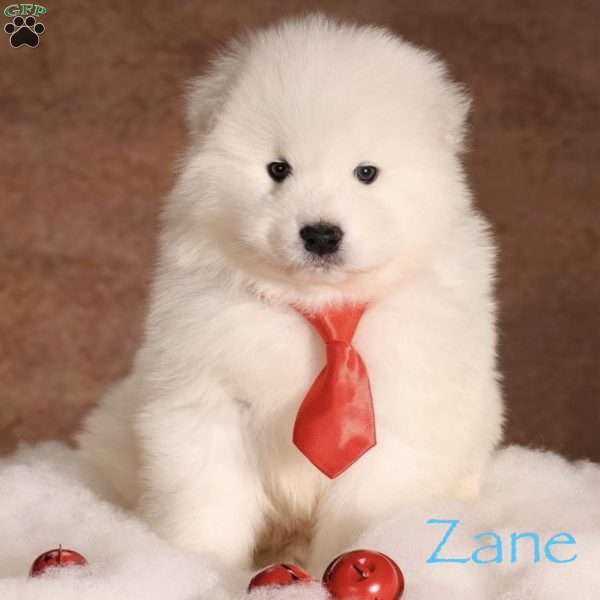 Zane, Samoyed Puppy