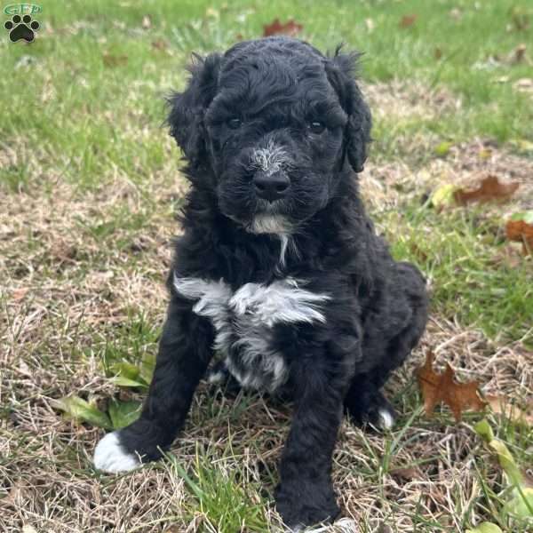 Maverick, Portuguese Water Dog Puppy
