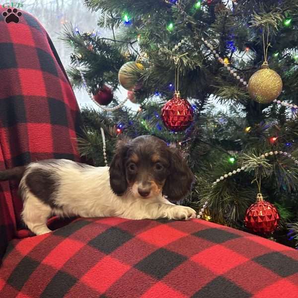 Lucy, Dachshund Puppy