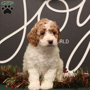 Tansy, Cockapoo Puppy