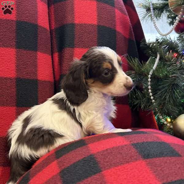 Levi, Dachshund Puppy