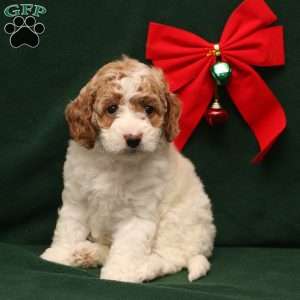 Tansy, Cockapoo Puppy