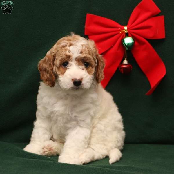 Tansy, Cockapoo Puppy