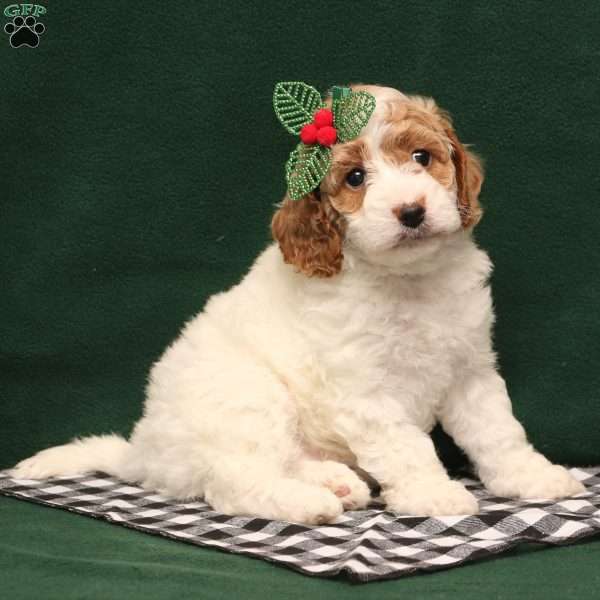 Tansy, Cockapoo Puppy