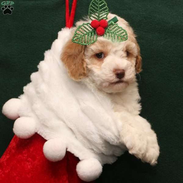 Tracy, Cockapoo Puppy