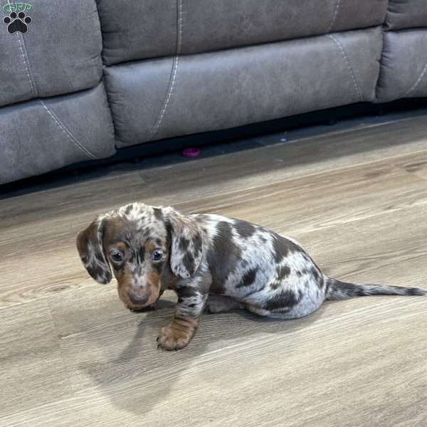Lincoln, Dachshund Puppy