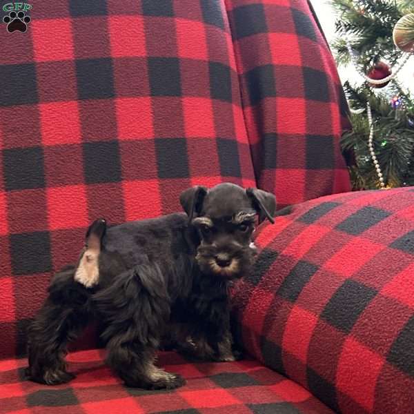 Brandon, Miniature Schnauzer Puppy