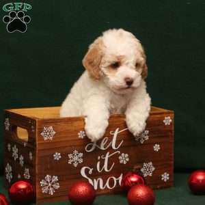 Tracy, Cockapoo Puppy