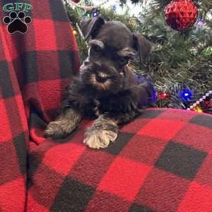 Brandon, Miniature Schnauzer Puppy