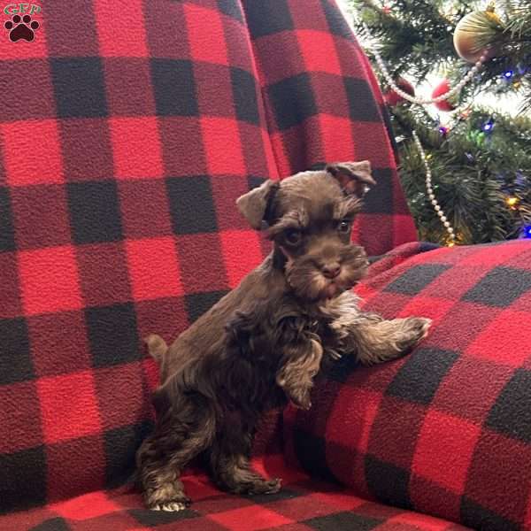 Bella, Miniature Schnauzer Puppy