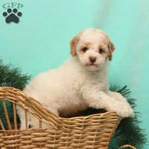 Tracy, Cockapoo Puppy