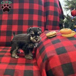 Blackberry, Miniature Schnauzer Puppy