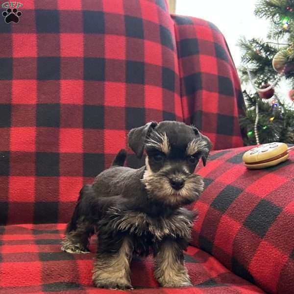 Blackberry, Miniature Schnauzer Puppy