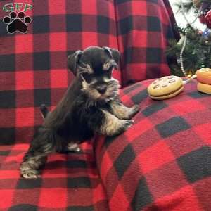 Blackberry, Miniature Schnauzer Puppy