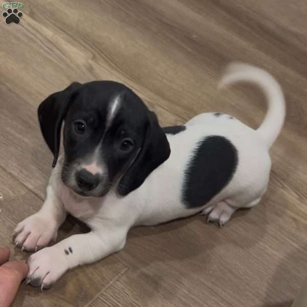 Gibson, Dachshund Puppy