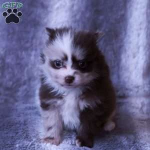 Max, Pomeranian Puppy