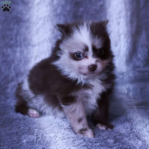 Max, Pomeranian Puppy