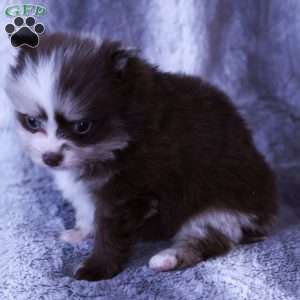 Max, Pomeranian Puppy