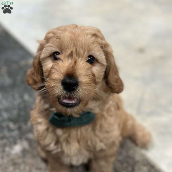 Sid, Mini Goldendoodle Puppy